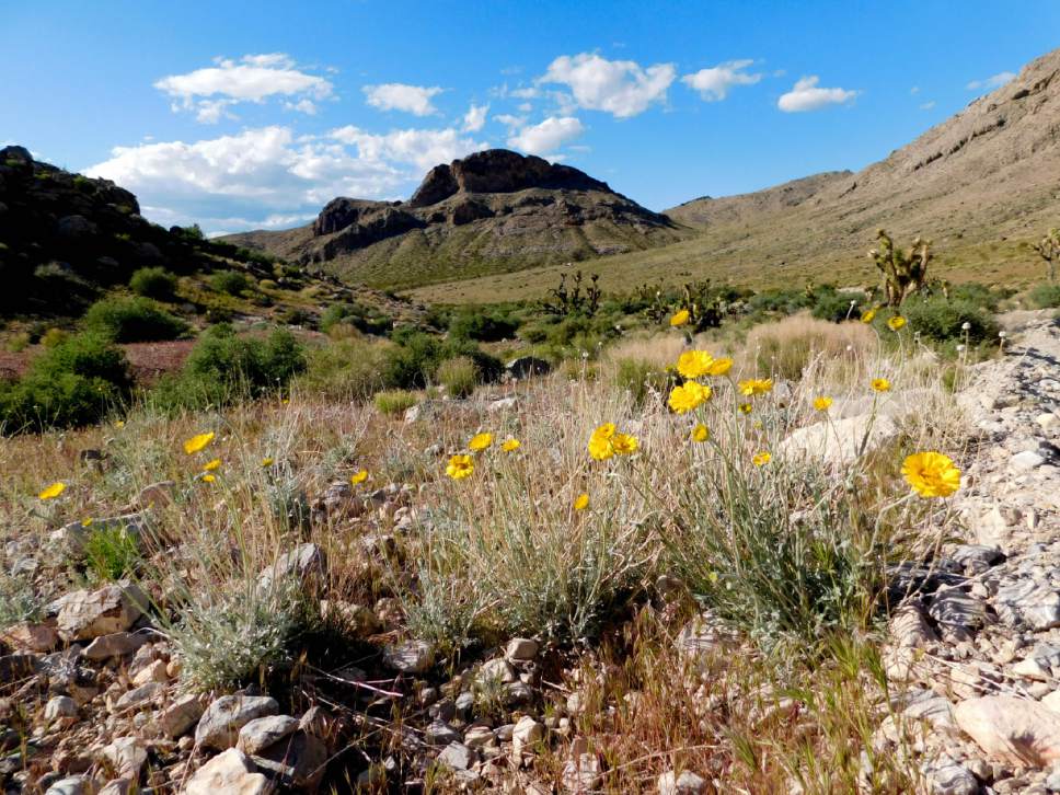 Erin Alberty  |  The Salt Lake Tribune

Marigolds bloom April 2 near the Mojave Desert Joshua Tree Road south of Shivwits.