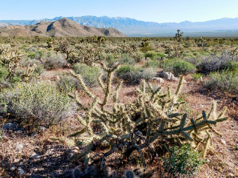 Erin Alberty  |  The Salt Lake Tribune


A cholla cactus basks in the sun April 2, 2017, in Joshua Tree National Natural Landmark south of Shivwits.