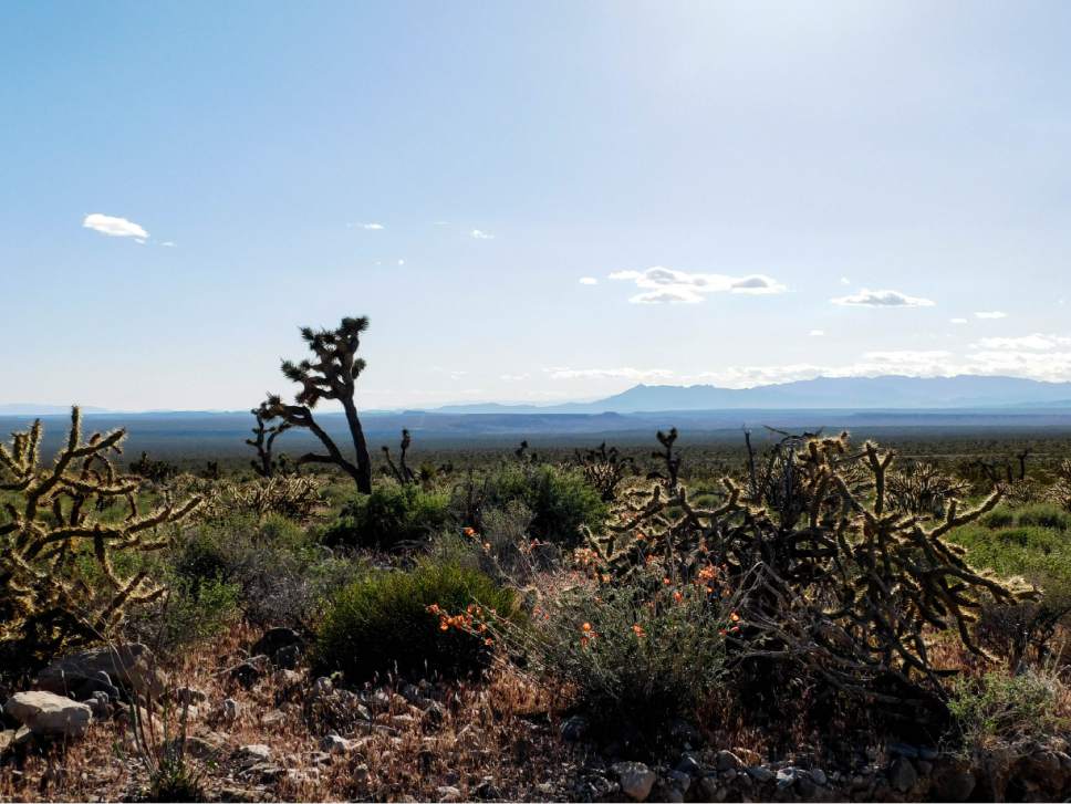 Erin Alberty  |  The Salt Lake Tribune


A globemallow blooms next to a cholla April 2, 2017, in Joshua Tree National Natural Landmark near St. George, Utah.