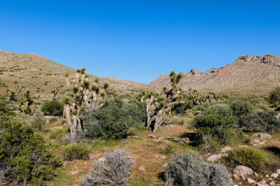 Erin Ablerty  |  The Salt Lake Tribune


The northernmost grove of Joshua trees in the United States is in Joshua Tree National Natural Landmark south of Shivwits. April 2, 2017.