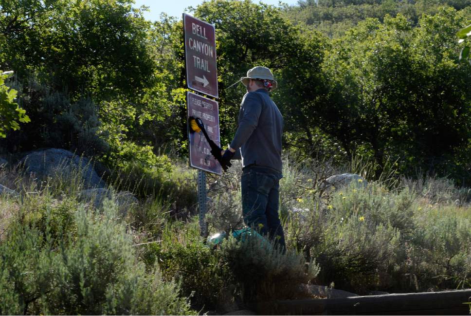 Scott Sommerdorf | The Salt Lake Tribune
Darrin Thedell applies a solvent to a graffito on one of the signs along the Bells Canyon Trail, Saturday, June 3, 2017. Sandy municipal employees performed maintenance and installed improvements on the trail on National Trails Day.