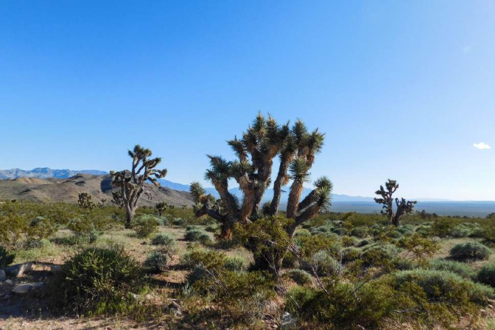 Erin Alberty  |  The Salt Lake Tribune


Joshua trees pose in the evening sun April 2, 2017, near Joshua Tree National Natural Landmark south of Shivwits