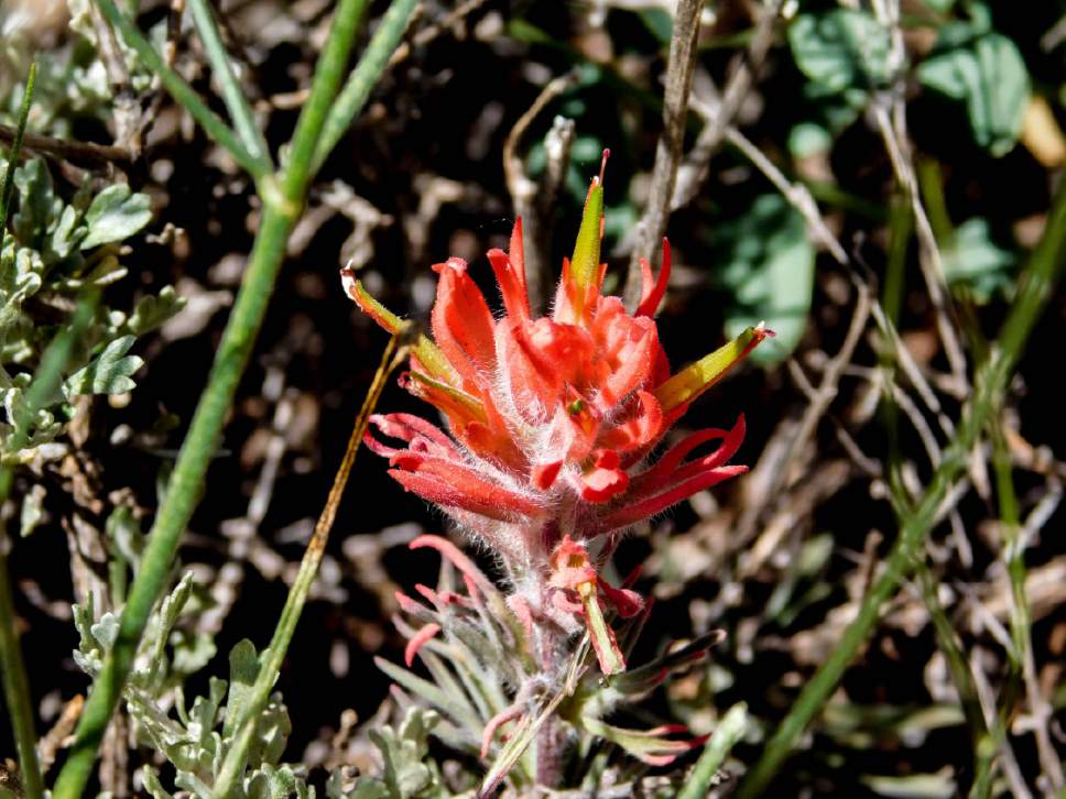 Erin Alberty  |  The Salt Lake Tribune


A paintbrush flower blooms May 27, 2017 along the Desert Voices Trail in Dinosaur National Monument.