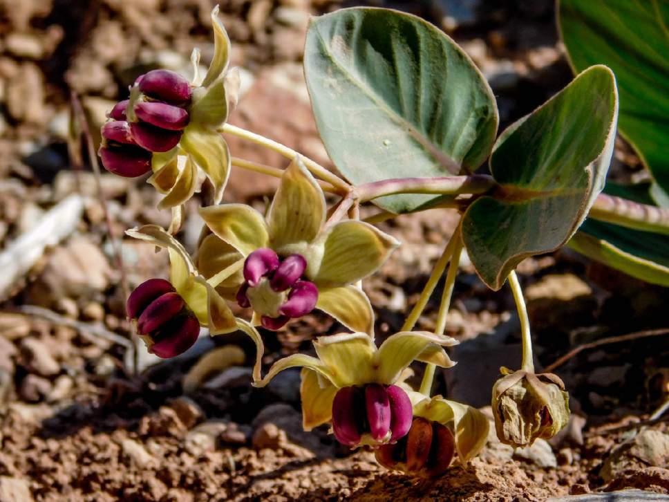 Erin Alberty  |  The Salt Lake Tribune


Pallid milkweed blooms May 29, 2017 at McConkie Ranch in Dry Fork Canyon northwest of Vernal.