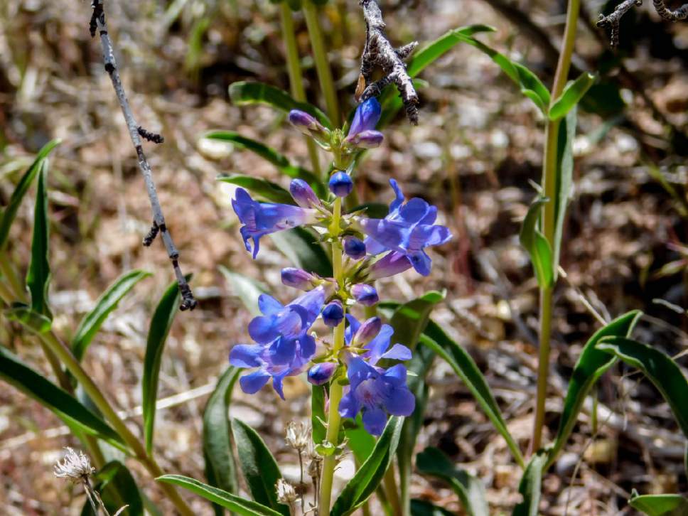 Erin Alberty  |  The Salt Lake Tribune


Penstemon blooms May 29, 2017 at McConkie Ranch in Dry Fork Canyon northwest of Vernal.