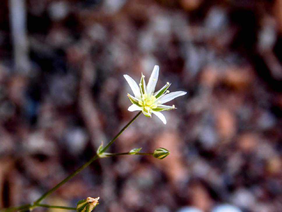Erin Alberty  |  The Salt Lake Tribune


A flower that appears to be a type of Sandwort blooms May 27, 2017 along the Desert Voices Trail in Dinosaur National Monument.