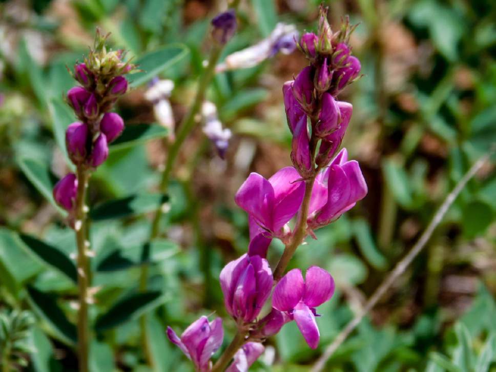 Erin Alberty  |  The Salt Lake Tribune


Sweetvetch blooms May 27, 2017 along the Desert Voices Trail in Dinosaur National Monument.