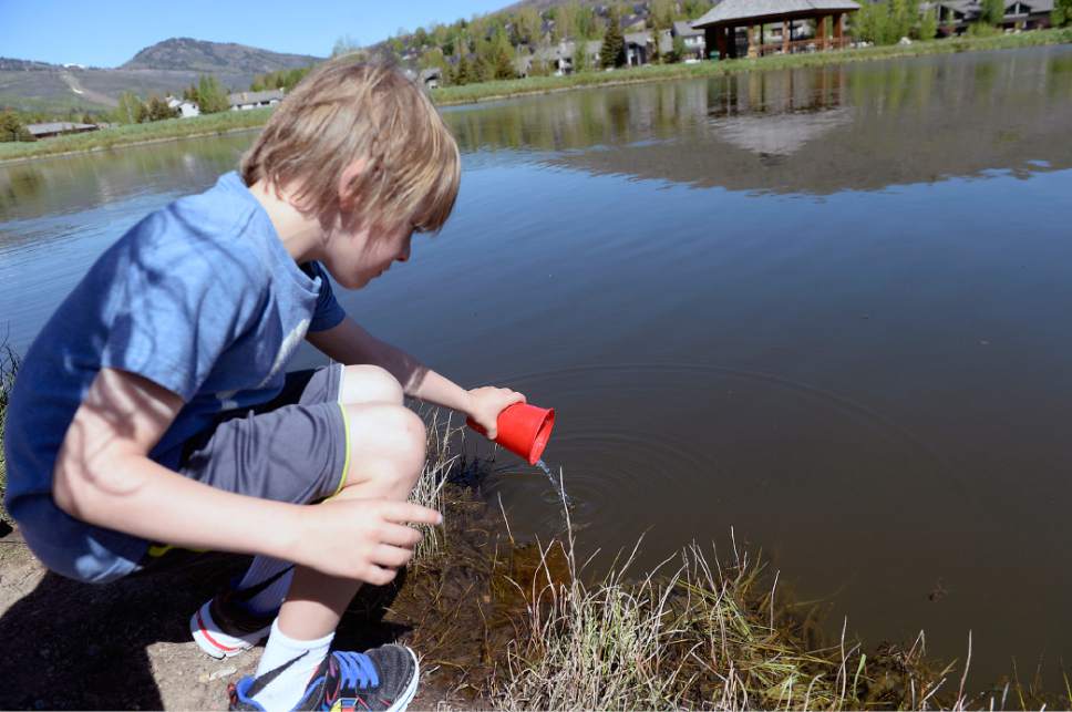 Al Hartmann  |  The Salt Lake Tribune
Kindergartners from Park City's McPolin Elementary School took turns carefully releasing 135 fingerling rainbow trout into the ponds near Snow Park Lodge at Deer Valley Tuesday May 30.