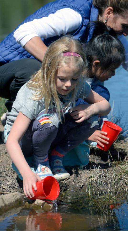 Al Hartmann  |  The Salt Lake Tribune
Kindergartners from Park City's McPolin Elementary School took turns carefully releasing 135 fingerling Rainbow Trout into the ponds near Snow Park Lodge at Deer Valley Tuesday May 30.