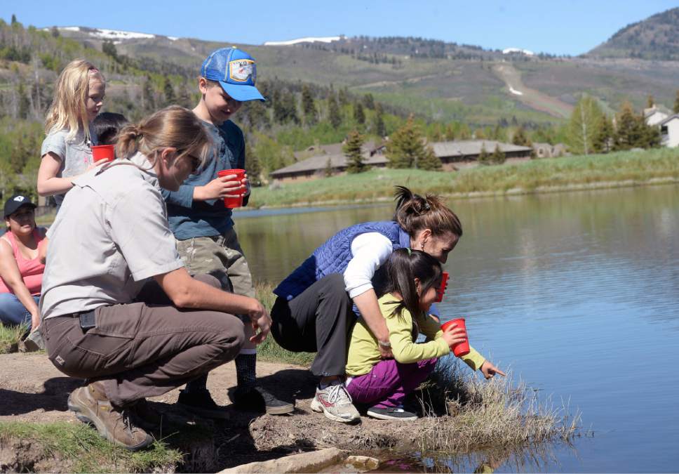 Al Hartmann  |  The Salt Lake Tribune
Kindergartners from Park City's McPolin Elementary School took turns carefully releasing 135 fingerling Rainbow Trout into the ponds near Snow Park Lodge at Deer Valley Tuesday May 30.