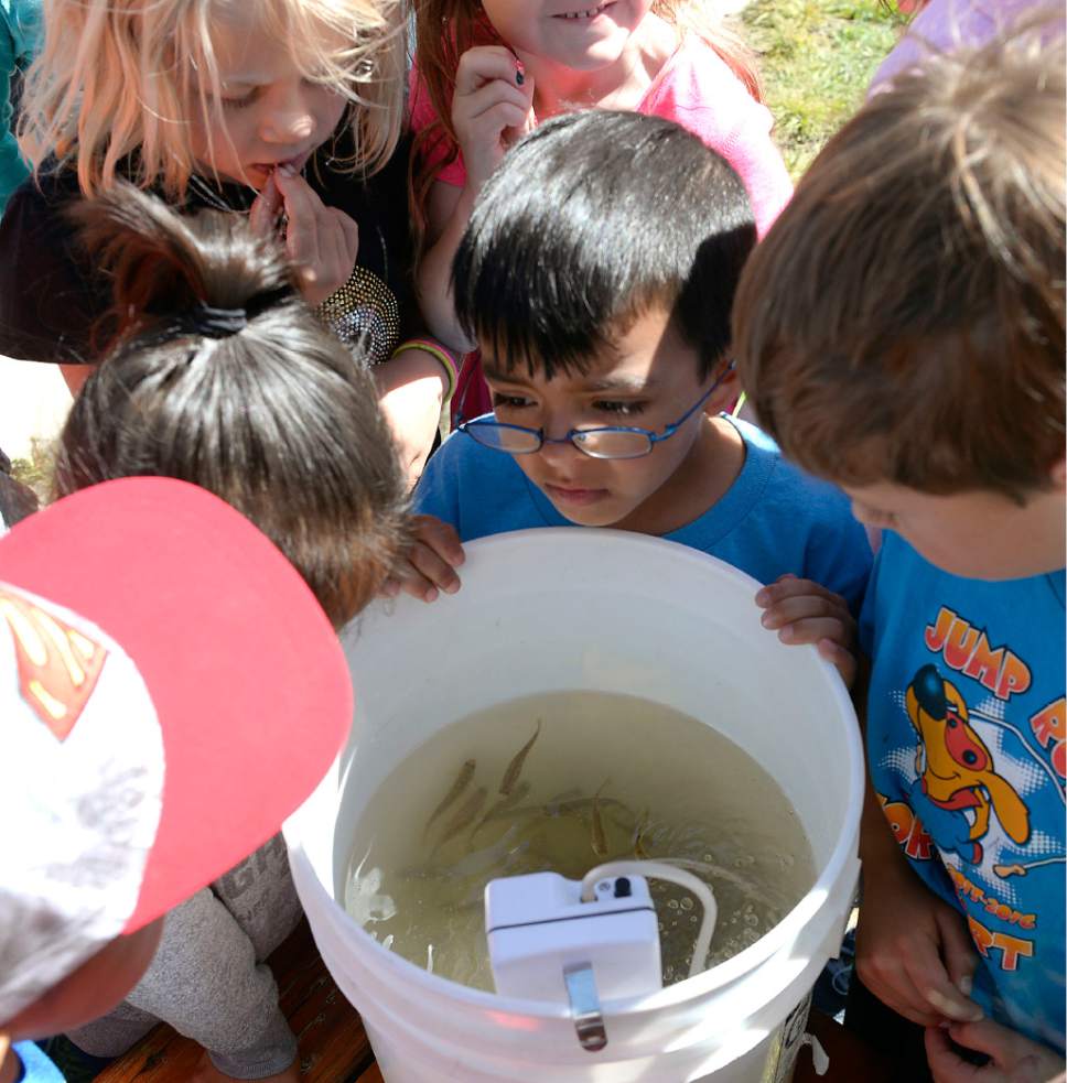 Al Hartmann  |  The Salt Lake Tribune
Kindergartners from Park City's McPolin Elementary School gather around bucket of 135 fingerling Rainbow Trout Tuesday May 30.  They all got a couple turns releasing the fish into the ponds near Snow Park Lodge at Deer Valley. Some even named them.