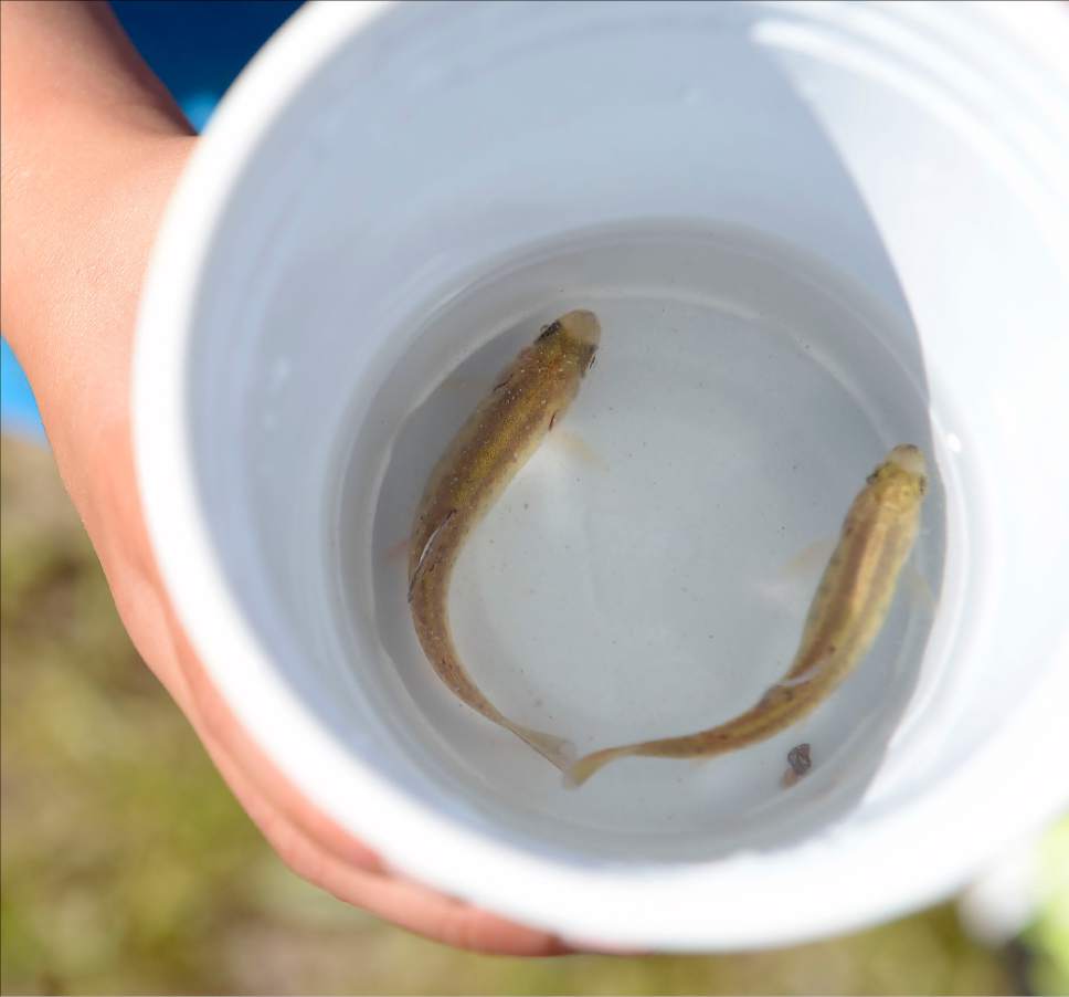 Al Hartmann  |  The Salt Lake Tribune
Kindergartners from Park City's McPolin Elementary School took turns carefully releasing 135 fingerling Rainbow Trout into the ponds near Snow Park Lodge at Deer Valley Tuesday May 30.  Many of them named their fish.