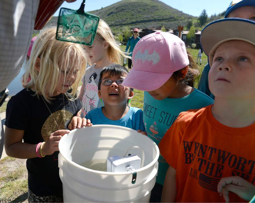 Al Hartmann  |  The Salt Lake Tribune
Kindergartners from Park City's McPolin Elementary School gather around bucket of 135 fingerling Rainbow Trout Tuesday May 30.  They all got a couple turns releasing the fish into the ponds near Snow Park Lodge at Deer Valley. Some even named them.