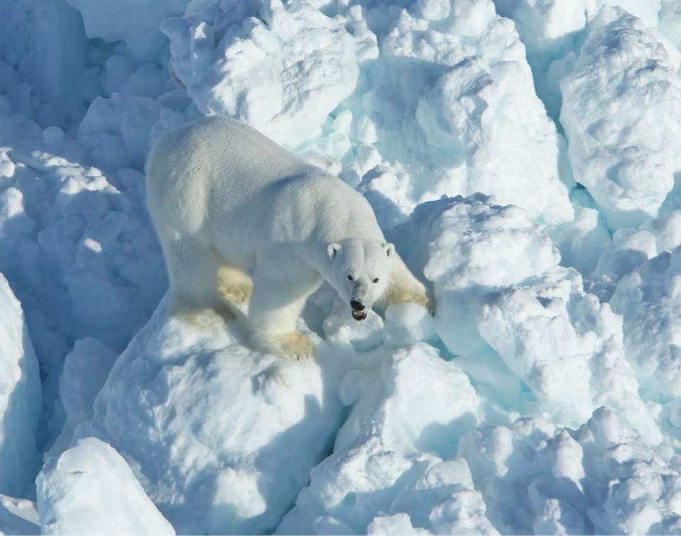 Polar bears on thinner ice The Salt Lake Tribune
