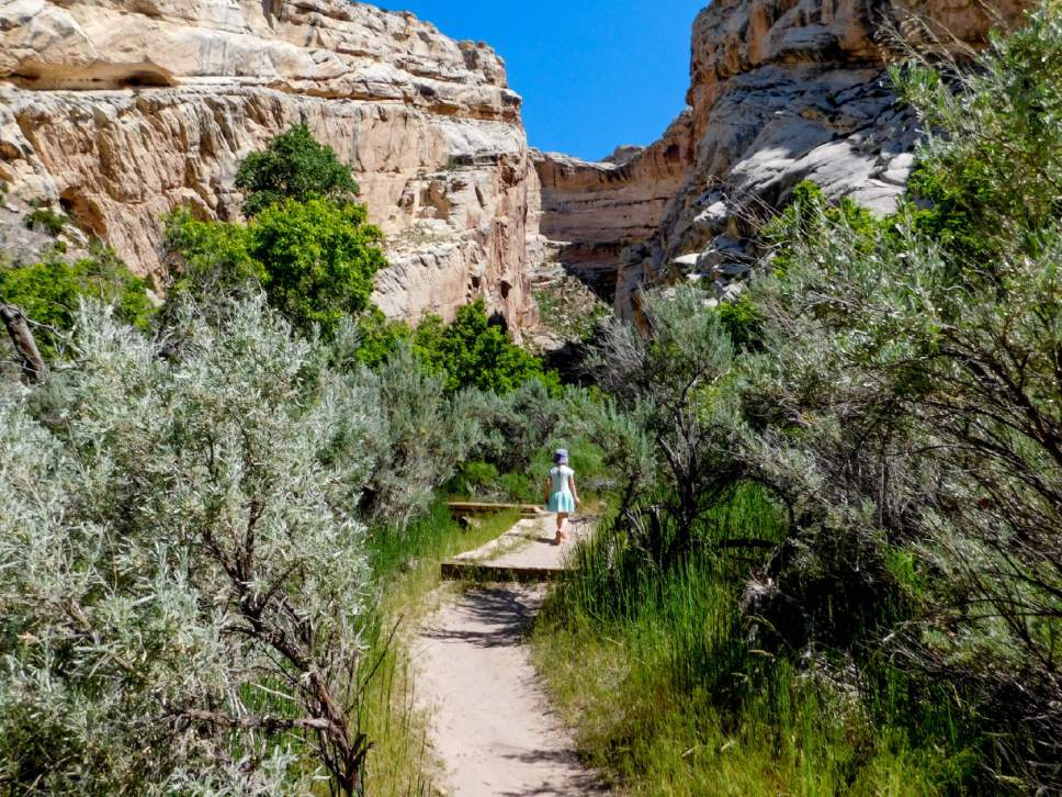 Erin Alberty  |  The Salt Lake Tribune


A young hiker approaches Box Canyon on May 29, 2017 in Dinosaur National Monument.