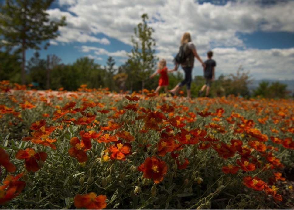 Leah Hogsten  |  The Salt Lake Tribune
A family walks by a field of Henfield Brilliant Rock Rose, a plant that does well in wet and dry conditions and is tolerant of urban pollution. It's located in zones 6-9 in Red Butte's new Water Conservation Garden.