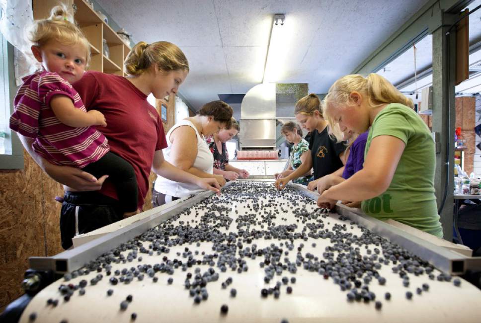 Fear of losing blueberry growers as prices drop, crop soars The Salt