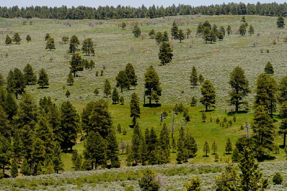 Trent Nelson  |  The Salt Lake Tribune
Scenery in the Bears Ears National Monument, Friday June 9, 2017.