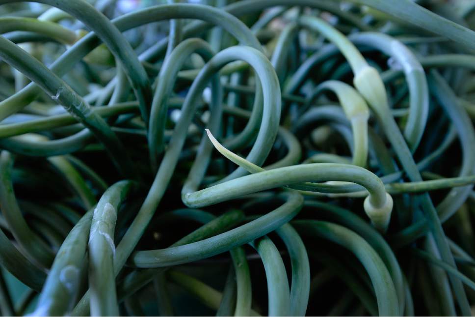 Scott Sommerdorf | The Salt Lake Tribune
Garlic Scapes for sale at the "Keeping It Real Vegetables" booth at the opening day of the Salt Lake City Farmer's Market, Saturday, June 10, 2017.