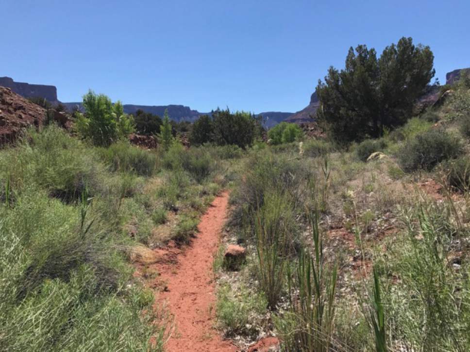 Nate Carlisle  |  The Salt Lake Tribune


The trail to Mary Jane Canyon, as seen here May 28, 2017, passes through desert grasses before following Professor Creek.