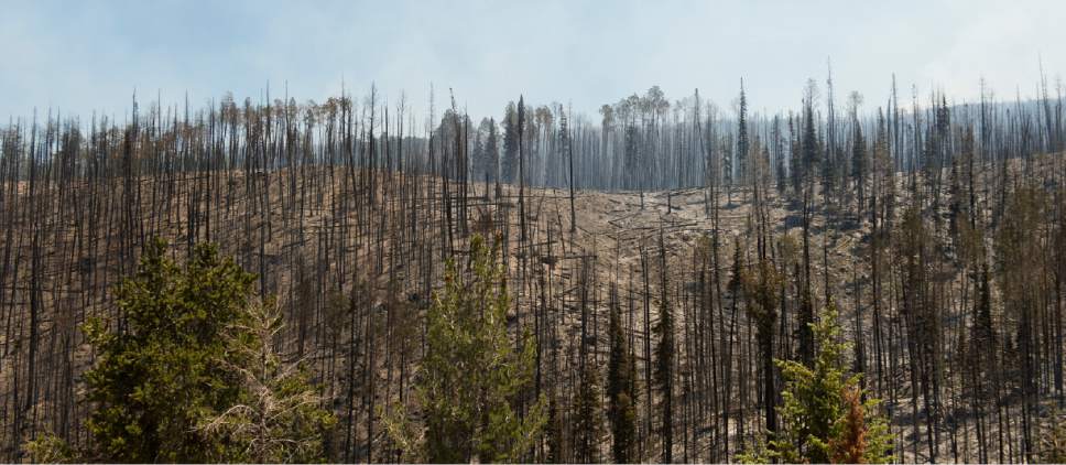 Leah Hogsten  |  The Salt Lake Tribune
A wildfire that forced hundreds to evacuate from the southern Utah ski town of Brian Head burns along State Route 143, the primary road to the town, Sunday, June 18, 2017.  The slope driven fire, which is burning on private land, is zero percent contained and estimated to change Sunday afternoon as conditions grow hotter, drier and winds pick up.