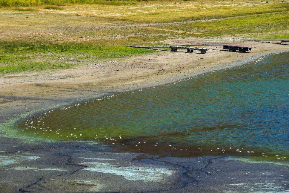 Chris Detrick  | Tribune file photo
An algal bloom at Scofield Reservoir in Carbon County in  August 2016, which forced officials to temporarily close the popular  fishery to boating and swimming in light of escalating levels of toxin-generating cyanobacteria. A top state water-quality official said Tuesday the state is better prepared for dealing with such outbreaks.