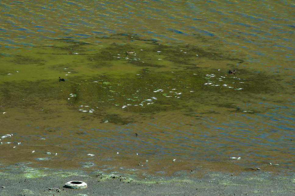 Chris Detrick  | Tribune file photo
Dead fish from an algal bloom at Scofield Reservoir in Carbon County in  August 2016, which forced officials to temporarily close the popular  fishery to boating and swimming in light of escalating levels of toxin-generating cyanobacteria. A top state water-quality official said Tuesday the state is better prepared for dealing with such outbreaks.