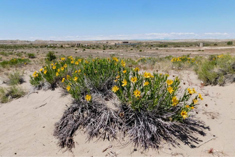 Erin Alberty  |  The Salt Lake Tribune


Drilling is underway behind a wildflower near Fantasy Canyon south of Vernal. Photo taken May 28, 2017.