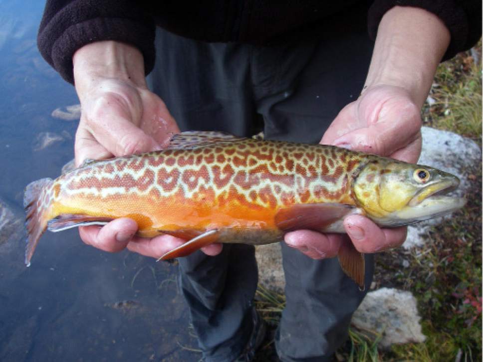 Your guide to fishing over the July Fourth holiday weekend in Utah