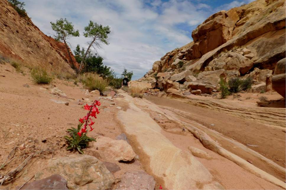 Erin Alberty  |  The Salt Lake Tribune

A penstemon puts on a show for approaching hikers May 1, 2016, near Moonshine Tanks in the San Rafael Swell.