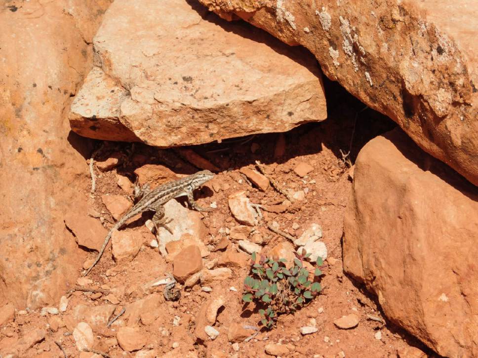 Erin Alberty  |  The Salt Lake Tribune


Lizards abound on the Desert Voices trail at Dinosaur National Monument. May 27, 2017.
