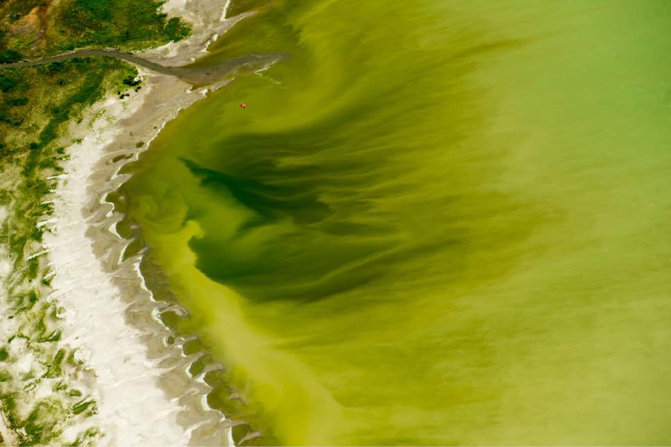 Tribune file photo
A mile-long algal bloom is seen in Utah Lake near the Lindon Marina in July 2016. A new bloom was detected in the lake last week and Utah County Health Department officials have posted warning signs in the Provo Bay and harbor area.