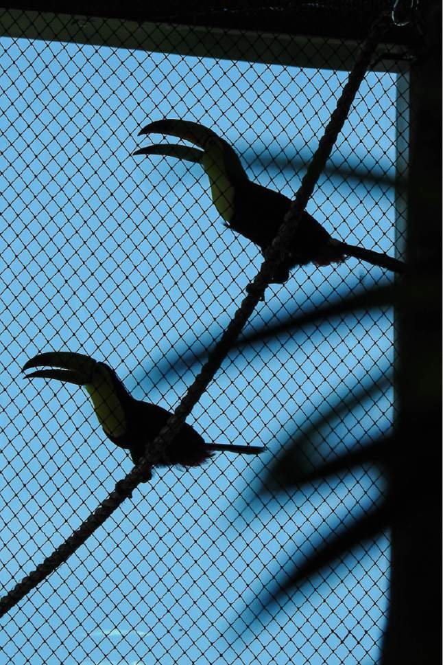 Trent Nelson  |  The Salt Lake Tribune


The bird aviary in Draper's Loveland Living Planet Aquarium's Journey to South America exhibit has doubled in size, giving two new bird residents, Keel-billed toucans, an opportunity to breed. Friday June 30, 2017.
