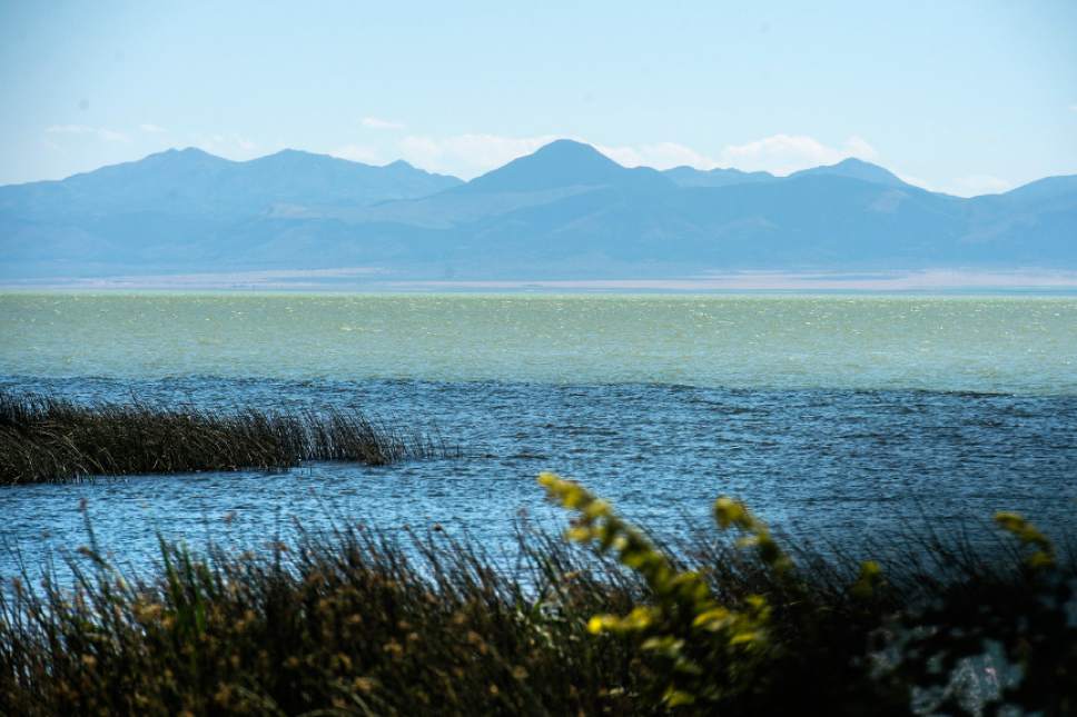 Chris Detrick  |  The Salt Lake Tribune
A toxic algal bloom in Utah Lake Thursday, June 29, 2017.