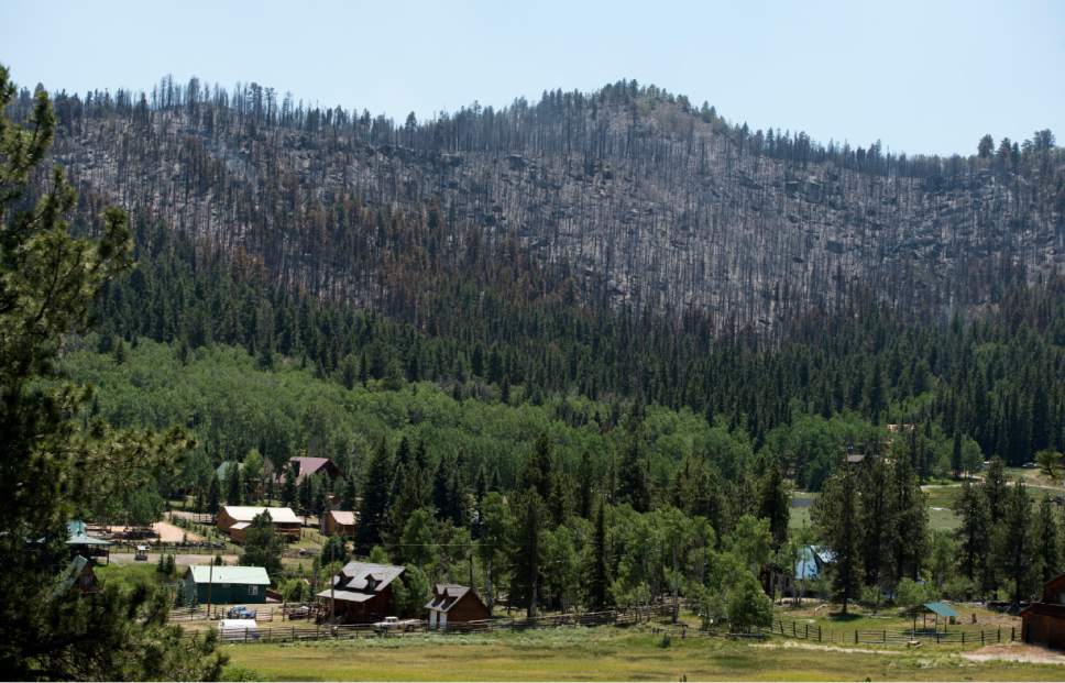Rick Egan  |  The Salt Lake Tribune

Burned trees still smolder in Clear Creek Canyon, near Panguitch Lake, Friday, June 30, 2017.
