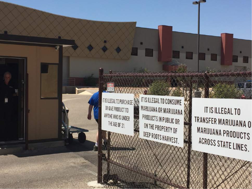 Luke Ramseth  |  The Salt Lake Tribune


Deep Roots Harvest, Mesquite, Nevada's lone pot shop, was a busy place Saturday as recreational marijuana sales began in the state.