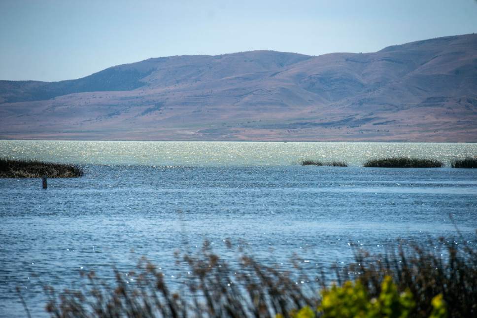 Chris Detrick  |  Tribune file photo
A toxic algal bloom in Utah Lake on June 29. State and health officials confirmed Wednesday that the algal bloom on Utah Lake is growing and has turned toxic.