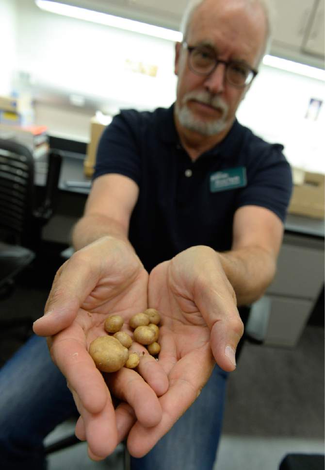 Francisco Kjolseth | The Salt Lake Tribune


Bruce Pavlik, director of conservation at Red Butte Garden, holds small potatoes recently grown as a visual reference of the type of potatoes that may have been cultivated around Escalante 11,000 years ago. The findings stem from the discovery of starch residues on an ancient stone implement found at the North Creek Shelter. It could be an example of the first plant ever domesticated in what is now the western United States. Friday, June 30, 2017.