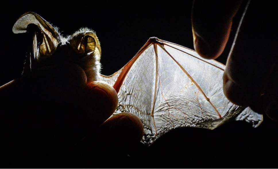 Francisco Kjolseth | The Salt Lake Tribune
Looking closely at the wing, biologists can determine the age of a bat by the development of cartilage as seen here in the district Townsend Bat which is distinguished by its large ears.