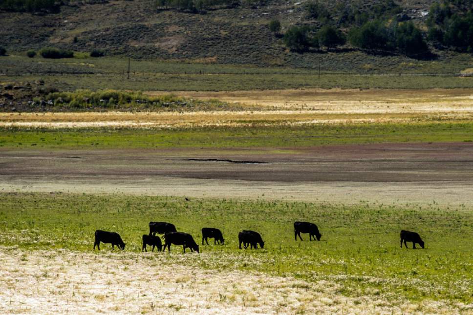 Chris Detrick  |  The Salt Lake Tribune
Cattle graze near Scofield Reservoir in Carbon County in August 2016.