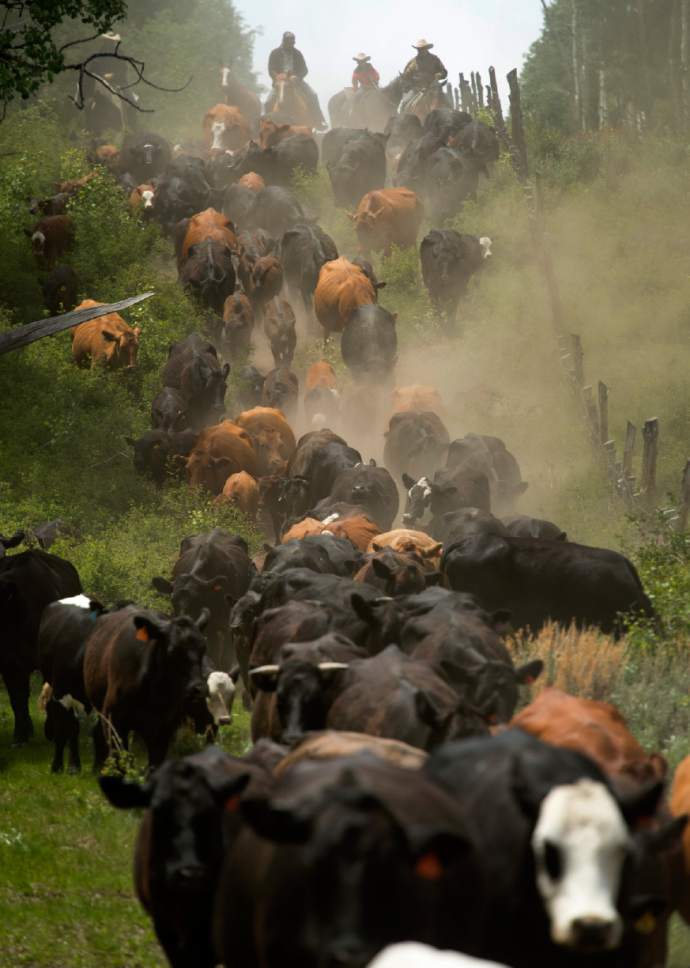 Rick Egan  |  Tribune file photo
Cowboys herd cattle in the high mountain pastures of the Tavaputs Plateau in 2014.