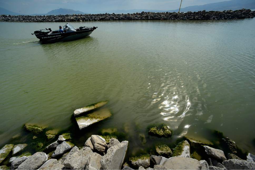 Scott Sommerdorf   |  The Salt Lake Tribune  
A boat heads out onto Utah Lake from the marina near Utah Lake State Park on Friday into waters tainted green by an algal bloom. Health officials warn that residents still should avoid the water because of harmful bacteria.