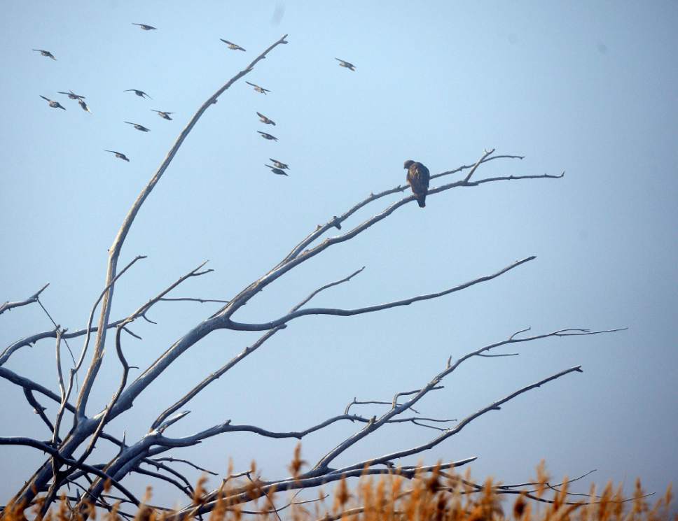 Al Hartmann  |  The Salt Lake Tribune
A hawk hunts for food from a perch in a dead tree in the marshes at Farmington Bay Waterfowl Management Area Wednesday Jan. 21, 2015.