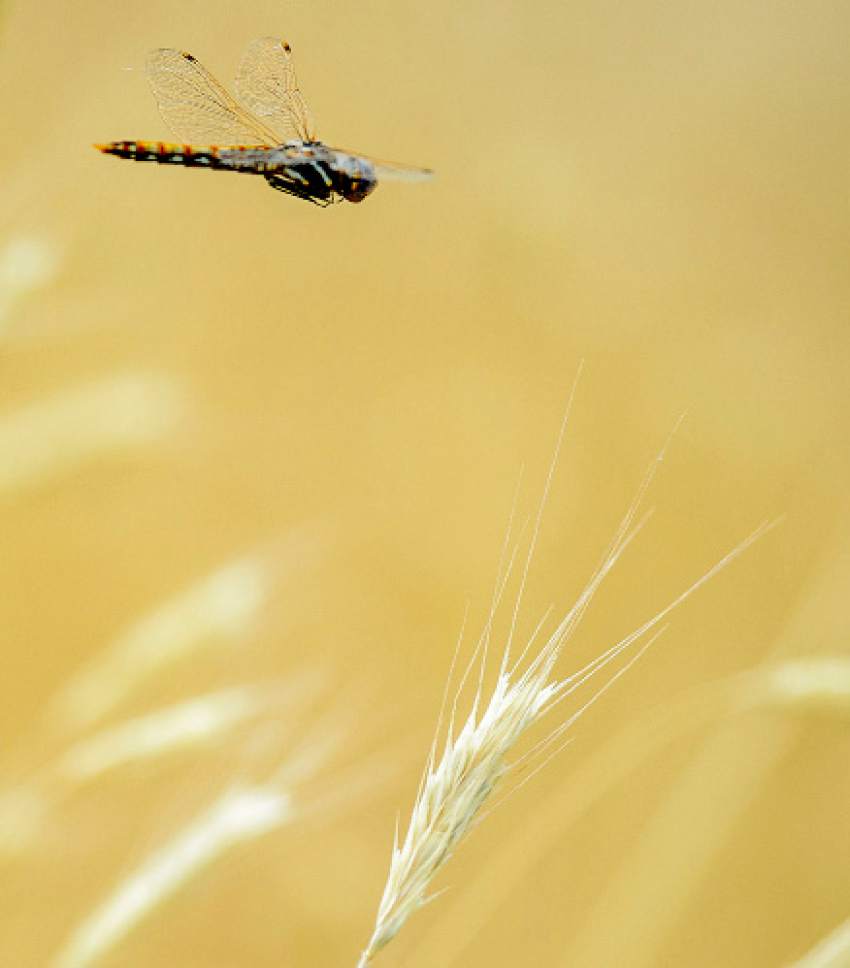 Steve Griffin  |  The Salt Lake Tribune

A dragonfly hovers above a dried grass stalk on the Bonneville Shoreline Trail in Salt Lake City on Monday July 10, 2017.