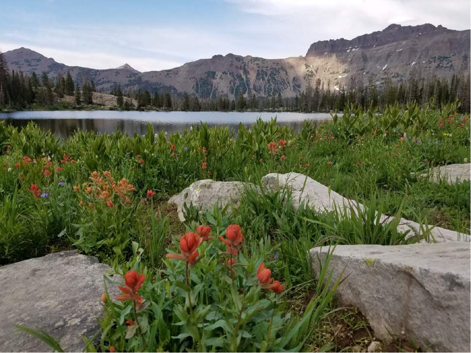 Jessica Miller  |  The Salt Lake Tribune


Wildflowers were in bloom in mid-July during a hike to Ruth Lake.