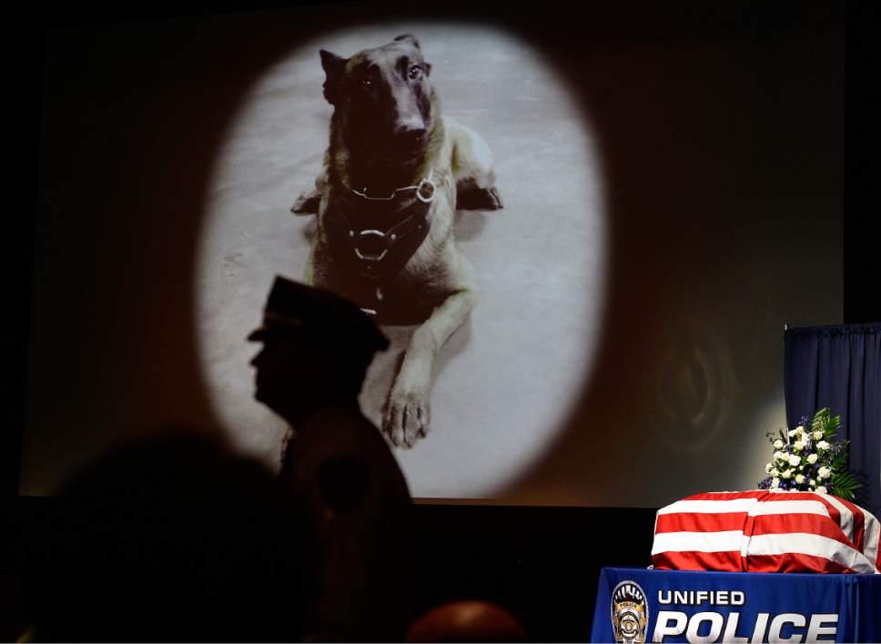 Scott Sommerdorf   |  The Salt Lake Tribune  
An image of "Dingo" is shown during the memorial service for the Unified Police Department dog shot and killed in the line of duty July 6 while working with his K-9 handler Sgt. Chad Reyes, Saturday, July 15, 2017.