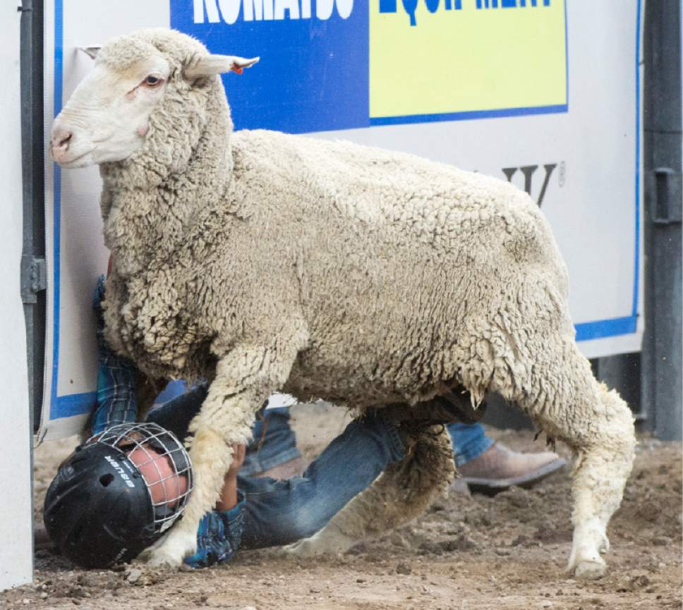Rick Egan  |  The Salt Lake Tribune

Cooper Cullimore, West Point,  8, tumbles off the sheep he was riding, in the mutton busters competition, at the Days of '47 Rodeo, Monday, July 24, 2017.