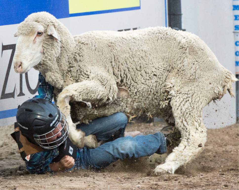 Rick Egan  |  The Salt Lake Tribune

Cooper Cullimore, West Point,  8, tumbles off the sheep he was riding, in the mutton busters competition, at the Days of '47 Rodeo, Monday, July 24, 2017.