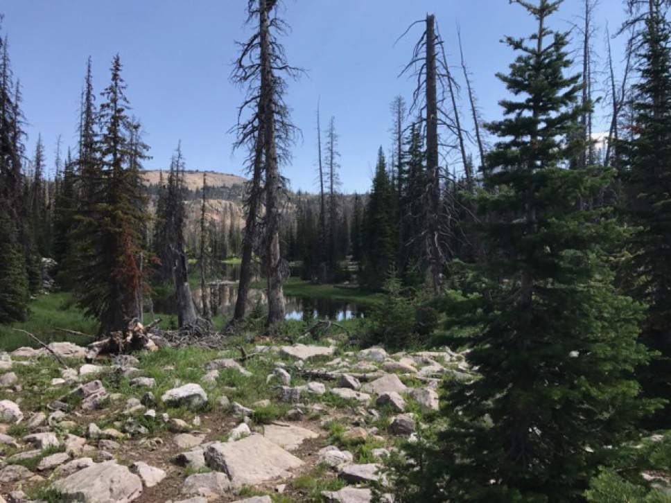 Nate Carlisle  |  The Salt Lake Tribune

The trail to Lofty Lake winds through the trees in the Uinta Mountains on July 22, 2017. The round trip is 3.2 miles.