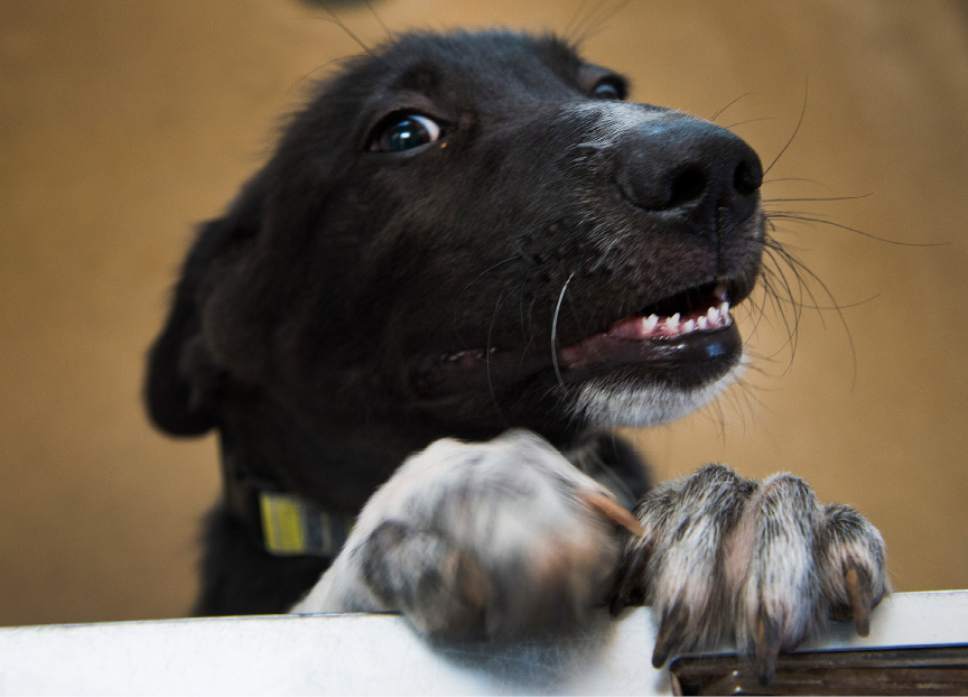 Leah Hogsten  |  The Salt Lake Tribune
On average in a year, more than 300 puppies, like 18-week-old Mato, are adopted out quickly at Best Friends Animal Sanctuary near Kanab. Mato came from the nearby Navajo reservation with a bulging eye, due to infection from a Foxtail seed.